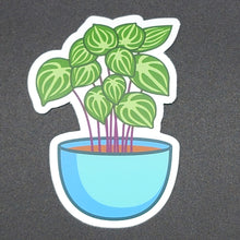 Load image into Gallery viewer, Watermelon Peperomia Plant Sticker
